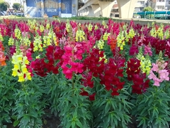 Antirrhinum majus