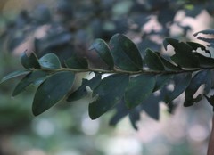 Diospyros buxifolia