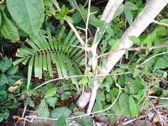Zamia loddigesii