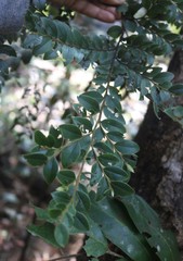 Diospyros buxifolia