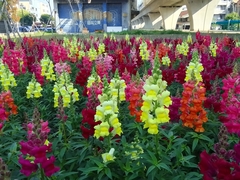 Antirrhinum majus