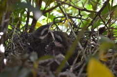 Mimus saturninus