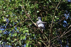Columba palumbus