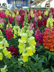 Antirrhinum majus