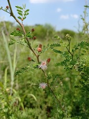 Mimosa monancistra