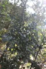 Diospyros buxifolia