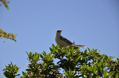 Mimus saturninus