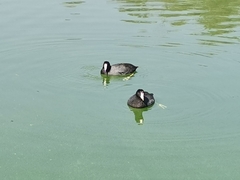 Fulica americana