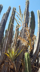 Tillandsia makoyana