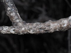 Flaveria cronquistii