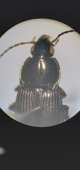 Poecilus lucublandus