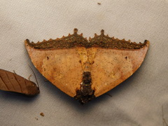 Pterocyclophora