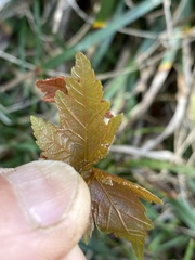 Acer rubrum image