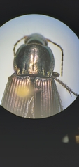 Poecilus lucublandus