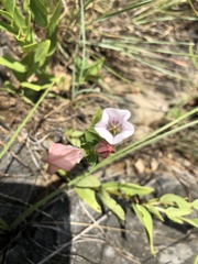 Spigelia alabamensis