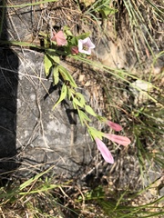 Spigelia alabamensis