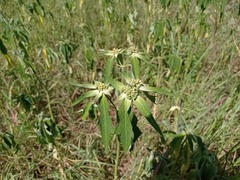 Euphorbia heterophylla