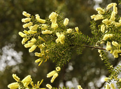 Acacia verticillata verticillata