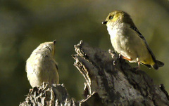 Pardalotus quadragintus