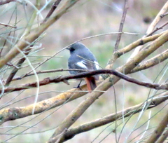 Phoenicurus ochruros