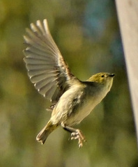 Pardalotus quadragintus