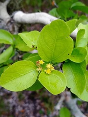 Sarcomphalus amole