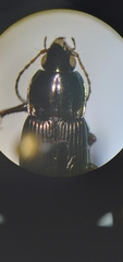 Poecilus lucublandus