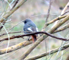 Phoenicurus ochruros