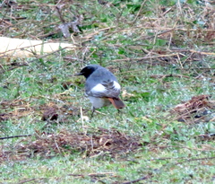 Phoenicurus ochruros