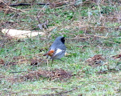 Phoenicurus ochruros