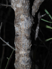 Flaveria cronquistii