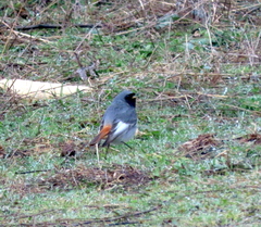 Phoenicurus ochruros