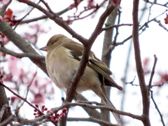Fringilla coelebs
