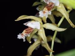 Coelogyne asperata