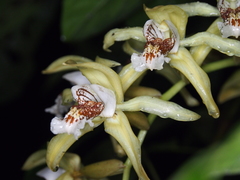 Coelogyne asperata