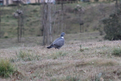 Columba palumbus