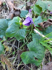 Viola odorata