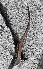 Phoenicolacerta laevis