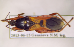 Ectomocoris ululans