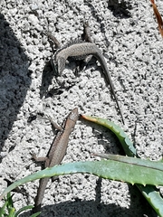 Phoenicolacerta laevis