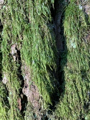 Hypnum cupressiforme filiforme