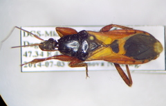 Ectomocoris ululans