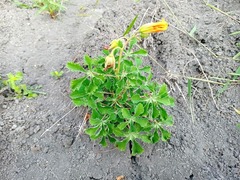 Cochlospermum wrightii