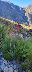 Watsonia schlechteri