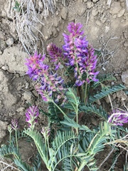 Astragalus bisulcatus