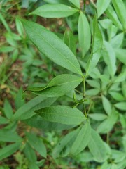 Vepris reflexa