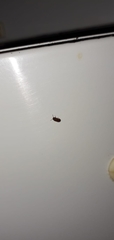 Coleoptera