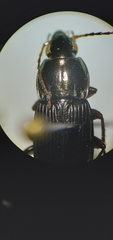 Poecilus lucublandus