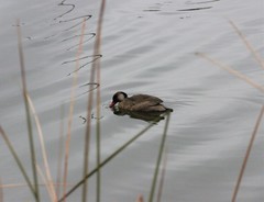 Amazonetta brasiliensis