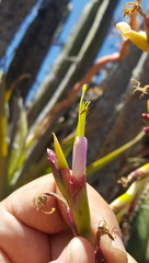 Tillandsia makoyana